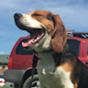 Meet your Posher, Millie